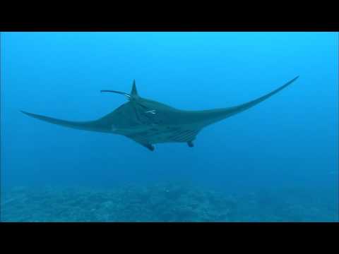 [10 Hours] Tropical Scuba Diving [1080HD] SlowTV