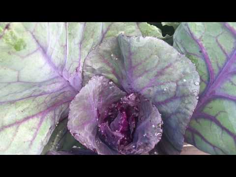 Kålens utmaning . Vad äter på min kål , få fin kål utan hål Kålmal Kålfjärilslarver sniglar