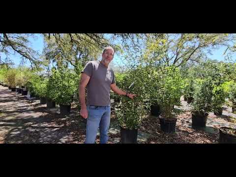 🌿 Clumping Bamboo: Nature’s Privacy Screen🌿
