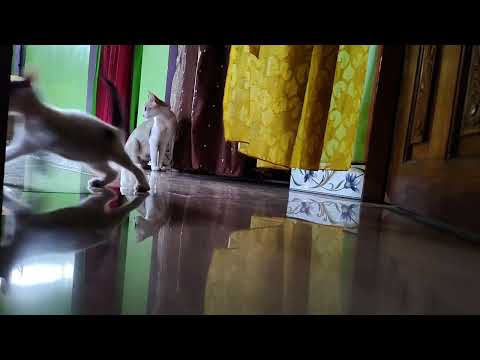 So much energy!! 🐈