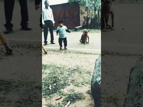 My Super Sister Mohi ❤️🔥 In Action - Dogs keep Away 😂😂😂