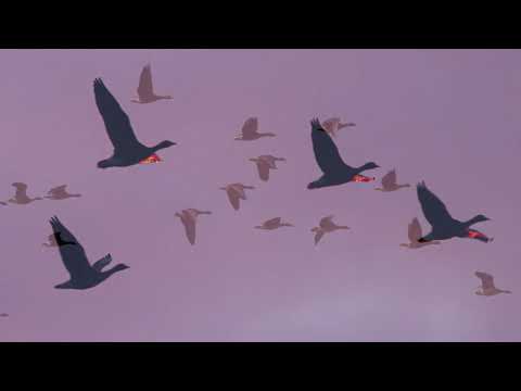 HOPE  | Geese Migration & Japanese Flute Shakuhachi  尺八