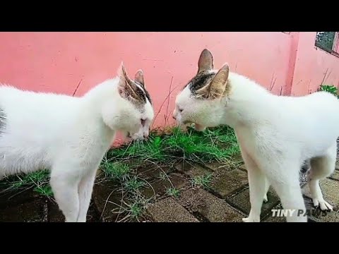 Cats Fighting and Meowing - These two are still bloody brothers