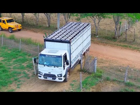 Pega de boi no mato  na toca da onça em Bizamum Tucano Bahia . 