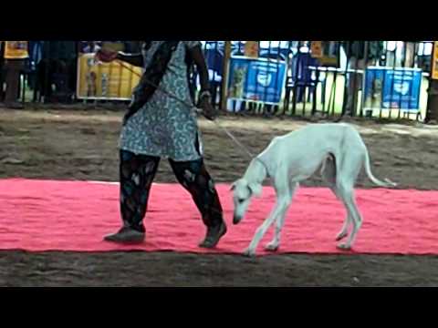 Mudhol hounds in mysore dog show 2012!!!.
