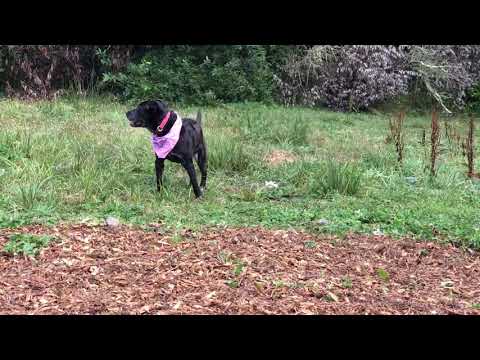 Maya, an adopted Labrador Retriever & Black Labrador Retriever Mix in Medford, OR_image-1