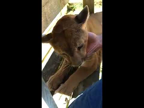 Talina Purrs loudly while I pet her.