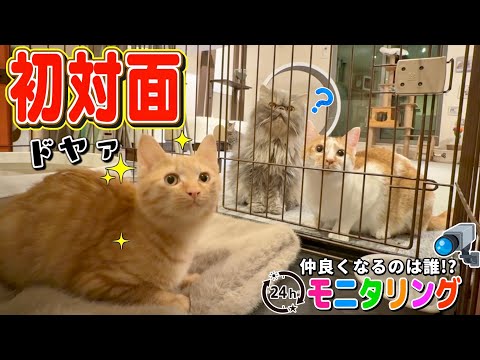 【密着24時】ついに先住猫と初対面！思わぬ子がお兄ちゃんに!?