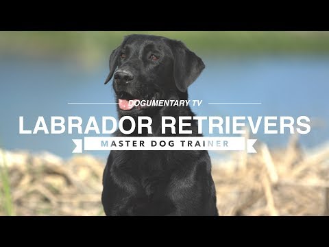 MASTER DOG TRAINER: LABRADOR RETRIEVERS