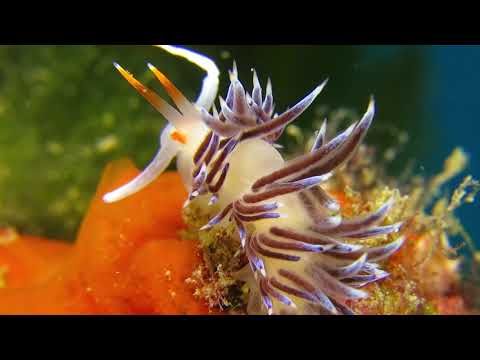 Cratena peregrina