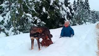 GÖLCÜK  YAYLASINDA  YAZ  KIŞ TEK  BAŞINA  KALIYOR