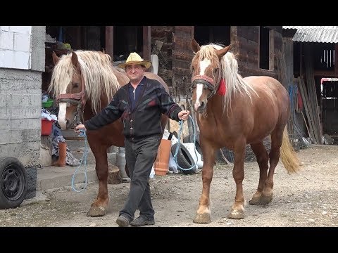 Armasarii lui Iosif de la Luna de Sus, Cluj - 2019