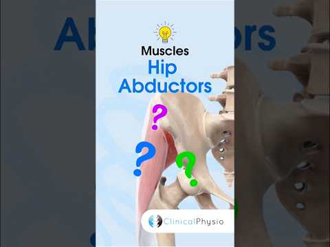 Anatomie & Behandlungswissen Videos – Interaktives Nachschlagewerk für Physio, Massage, Therapie 40 Hip Abductors #physicaltherapy #physiotherapy #anatomy #muscleanatomy #hipabduction