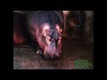 Detroit Zoological Park A Zoo For All Seasons 1973