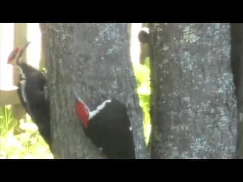 Two Pileated Woodpeckers ~ The Storm (c) 2008 Bob McCarthy