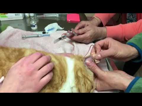Aural hematoma in a cat. Quick easy, cheap (but short term) method to correct.