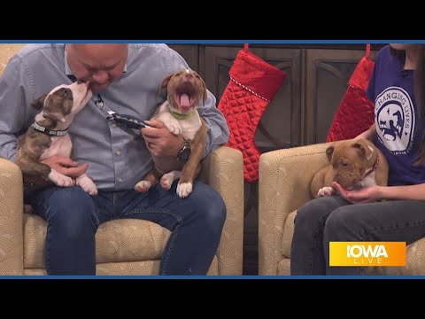 Schedule your Cuddle Break with Angelica, Eliza and Peggy from the ARL now - YouTube