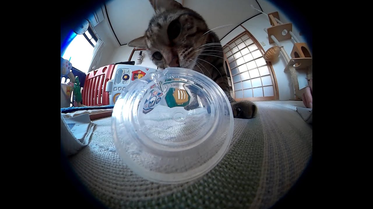 けしからん猫の360°な乳首カメラ Jumping cat with 360° nipple camera