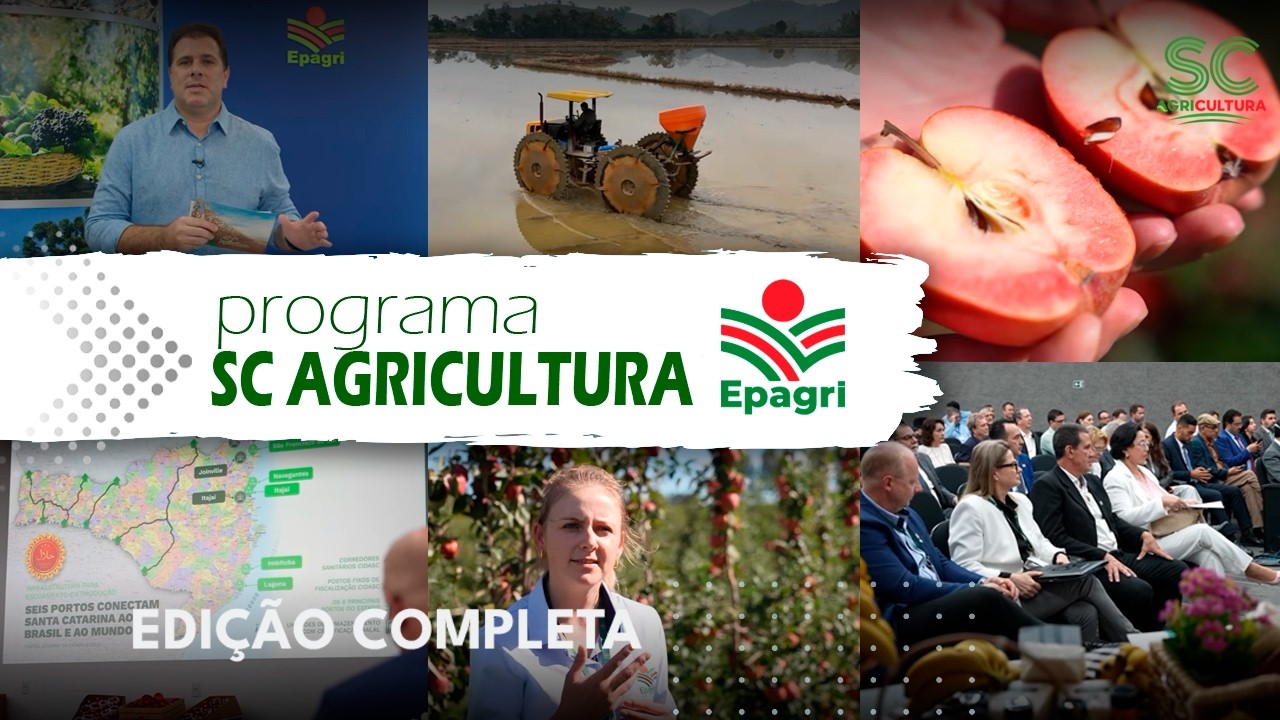 SC Agricultura: Semeadura de Arroz, Melhoramento de Maçã e Comitiva Árabe