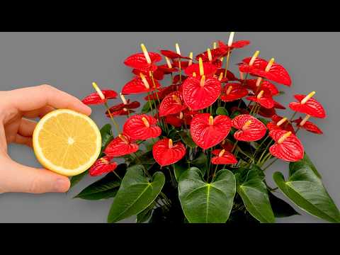 Wonder Garden and Great Garden