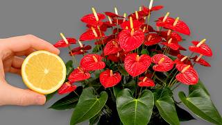 You only need one lemon! And anthuriums bloom all year round!