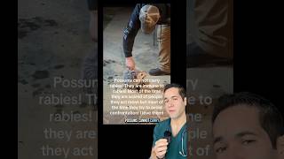 Is it safe to pet possums