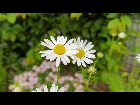 Pro mode on Huawei P40 pro