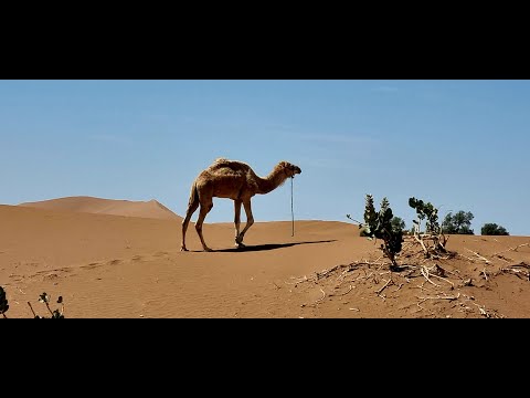 Marokko April 2023 - 11 tätige Rundreise Offroad 4x4 Rundreise (Marrakesch, Essaouira, Tafraout,...)