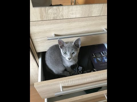 3 New times-Russian Blue Times-First week with our cat