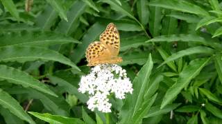 The Unnamed Lullaby (Pau Serrallonga & Adrià Smilges) - CEC 2015