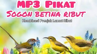 Download lagu Mp3 pikat sogon Kombinasi Prenjak Lumut Ribut mp3 Download lagu Mp3 pikat sogon Kombinasi Prenjak Lumut Ribut mp3
