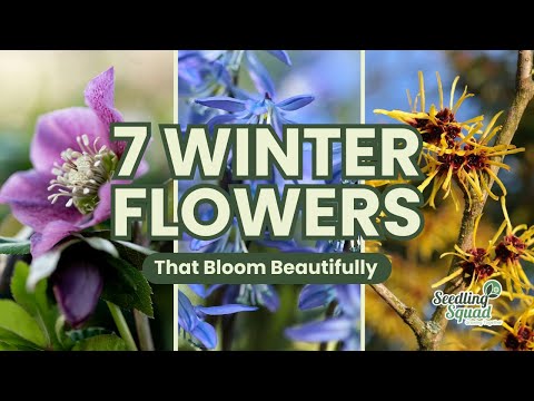 7 Winter Flowers That Bloom Beautifully