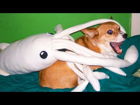 Best Funny Cats 😹 And Dogs 🐶 Videos - Try Not To Laugh!