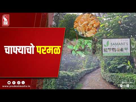 Flower Power: Ponda Farmer Turns Champa Flowers Into Profit 
