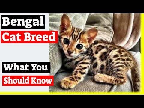 Bengal Cat Breed - What You Should Know About Bengal Cats!