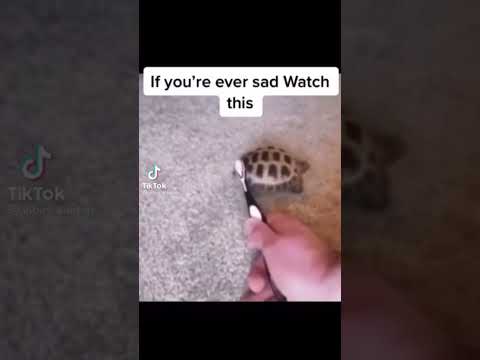 If you are ever sad this will make you happy