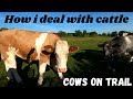 Cows Bull Running On Footpath How I Deal With Curious Aggressive Mad Farm Cattle Avoid Being Killed