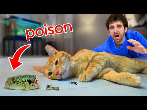 My Kitten Ate My POISONOUS PufferFish... (SAD)