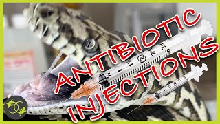 How to Treat Respiratory Infections in Snakes - Antibiotic Injections - Cookies Critters