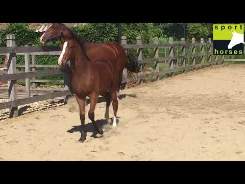 KWPN | Glock's Toto jr. | Jetset D