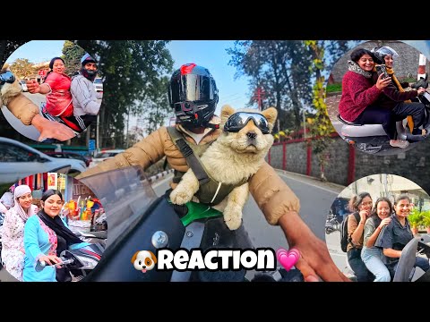 Riding My Kawasaki ZH2 with My Cute Dog 🐶💗 Part 4 #dog #reaction #kawasaki