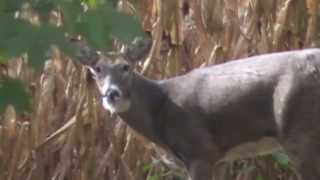 preview picture of video 'Suspect deer Oregon Illinois October 20th, 2013'