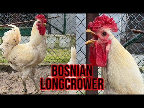 Beeindruckender "Bosnischer Kräher"-Hahn kräht - Ein Langkräher-Huhn aus Bosnien in Weiß / Rosenkamm