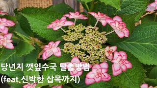 잎만 무성한 당년지수국, 그냥 바라만 보지 마세요