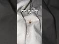 Close Call Brown Recluse Spider Climbs Onto Bed In Shocking Video