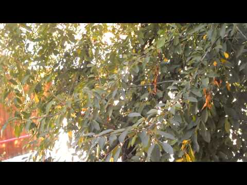 Samsung pl20 camera test HD