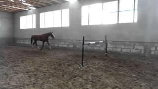 Video von Arafat