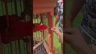 Download lagu 'Burung Nuri Merah Lucu' #shortsvideo #burung #lovebird #burungkakaktua mp3