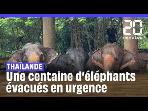 En Thaïlande, une centaine d’éléphants ont été évacués en urgence à cause des inondations