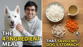 The 4-Ingredient Meal That Saved My Dog's Stomach